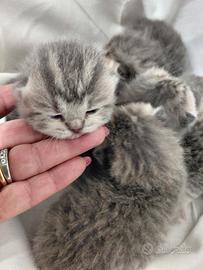 Gattini razza Scottish Fold