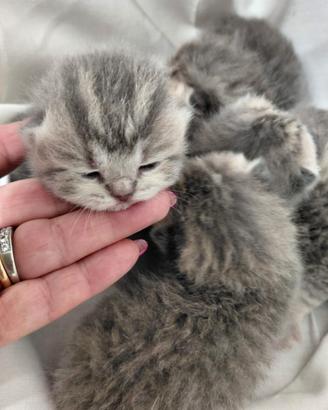 Gattini razza Scottish Fold