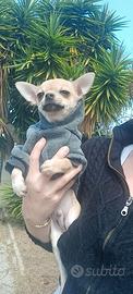 Chihuahua cucciolo pelo corto