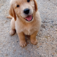 Cuccioli di golden retriever angloamericani