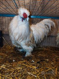 Gallo moroseta standard pyle