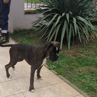 Cucciolo di boxer