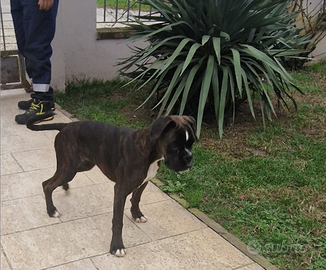 Cucciolo di boxer