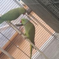 Pappagalli parrochetto del collare