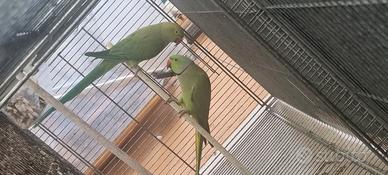 Pappagalli parrochetto del collare