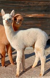 Alpaca per cessata attività