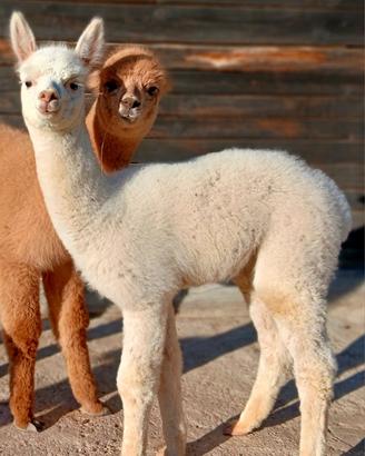 Alpaca per cessata attività