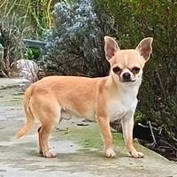 Chihuahua maschio con pedigree ENCI