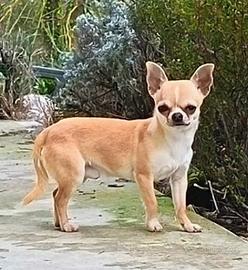 Chihuahua maschio con pedigree ENCI