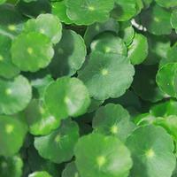 Hydrocotyle vulgaris Americana - Piante Acquatiche