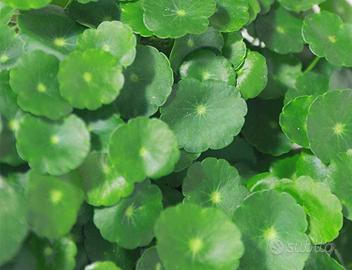 Hydrocotyle vulgaris Americana - Piante Acquatiche