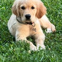 Vendita cucciola Golden Retriever