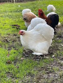 Gallina cocincina