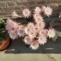 Pianta grassa cactus giglio di Pasqua 