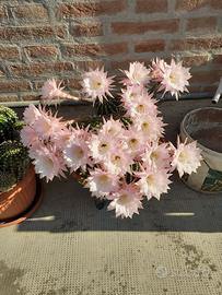 Pianta grassa cactus giglio di Pasqua 