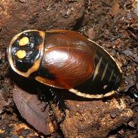 Blatta luminosa (Lucihormetica Verrucosa)