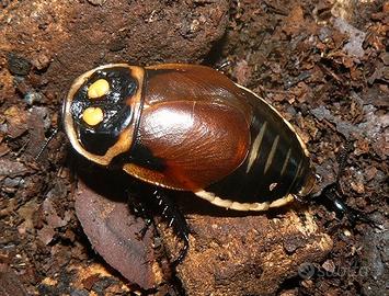 Blatta luminosa (Lucihormetica Verrucosa)