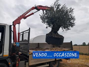 ulivo secolare