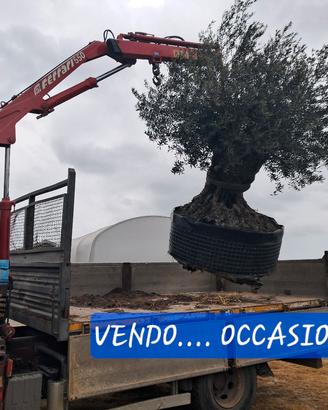 ulivo secolare