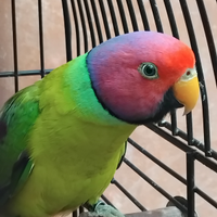 Parrochetto testa di prugna