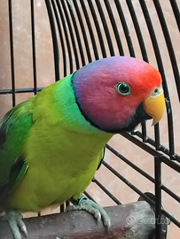 Parrochetto testa di prugna