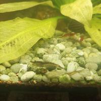 Gamberetti nati in cattività.omaggio