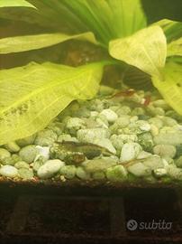 Gamberetti nati in cattività.omaggio