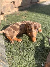 Bassottina Arlecchino Choco