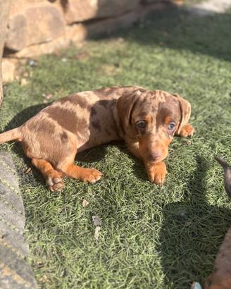 Bassottina Arlecchino Choco