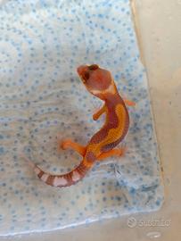 Geco Leopardino Baby 2026
