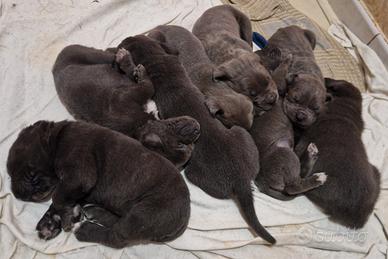 Cuccioli di Cane Corso