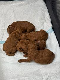 Cuccioli Red barboncino