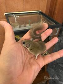 Minighiri Africani