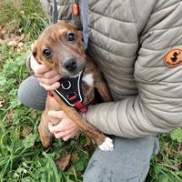 Cucciole 3 mesi taglia piccola