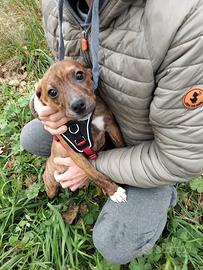 Cucciole 3 mesi taglia piccola