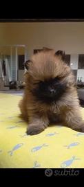 Spitz Toy di Pomerania