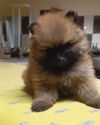 Spitz Toy di Pomerania