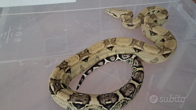 Boa constrictor