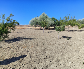 Terreno agricolo FRONTE STRADA