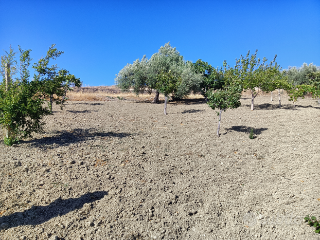 Terreno agricolo FRONTE STRADA