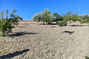 Terreno agricolo FRONTE STRADA