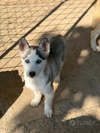 Meravigliosi Siberian Husky con pedigree