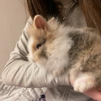 Coniglio nano,2 mesi