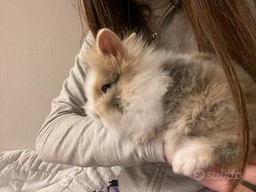 Coniglio nano,2 mesi