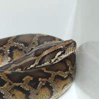 05 Moluro Pitone Maschio Bivittatus