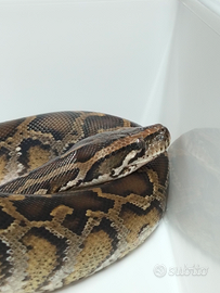 05 Moluro Pitone Maschio Bivittatus