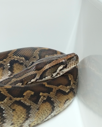 05 Moluro Pitone Maschio Bivittatus
