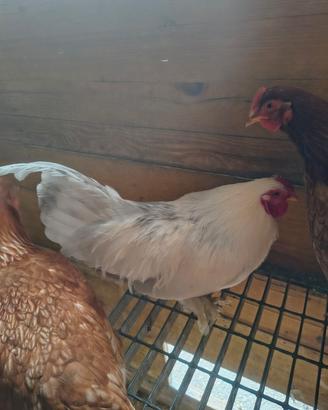Gallo di 9 mesi