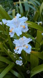 iris japonica x 5pz