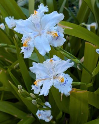 iris japonica x 5pz